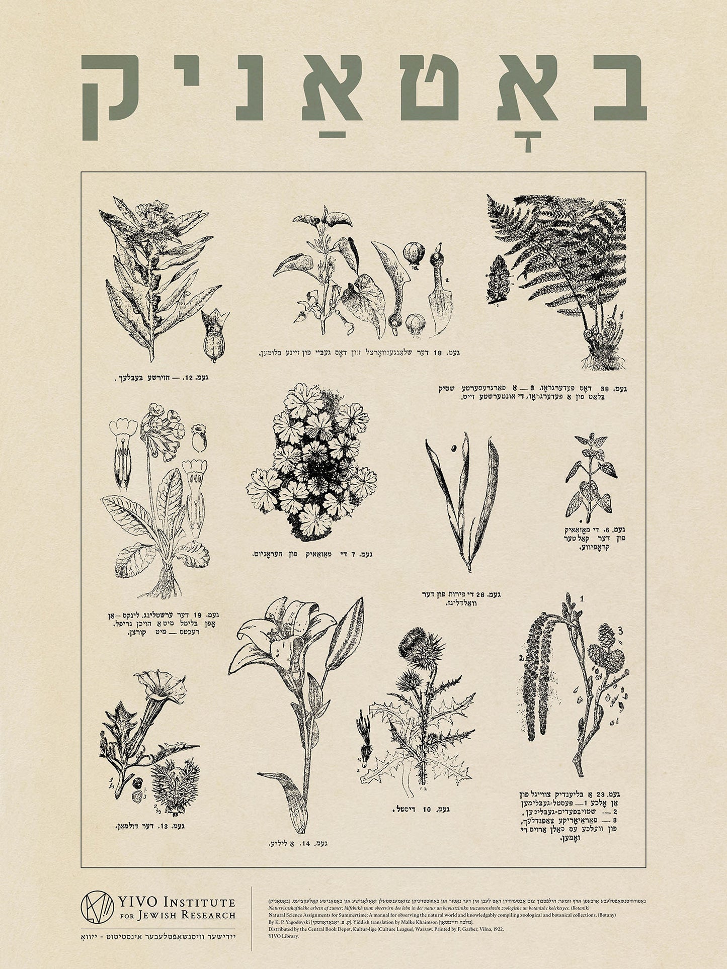 Yiddish Botanical Poster - 18'' x 24''