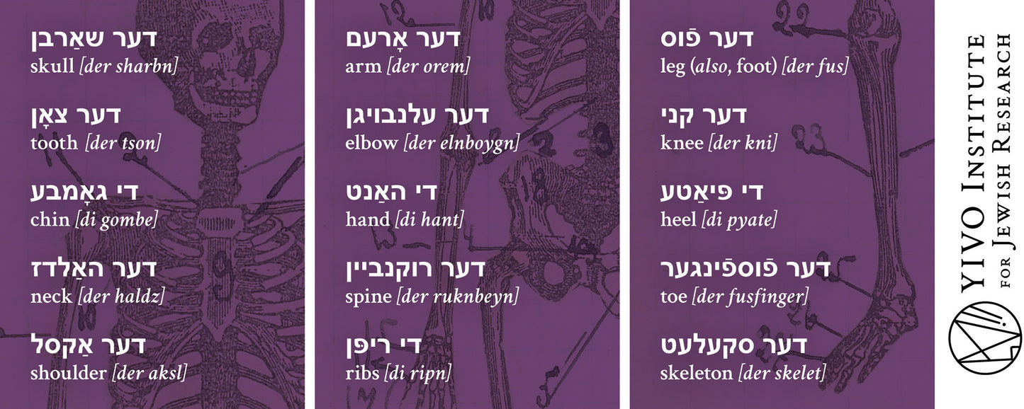 Yiddish Anatomy Mug