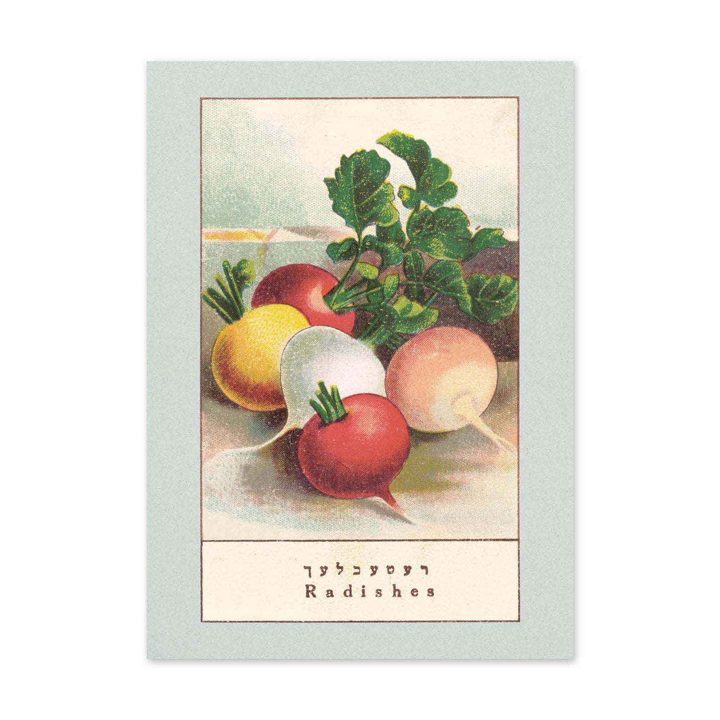 Vegetable Postcard Set