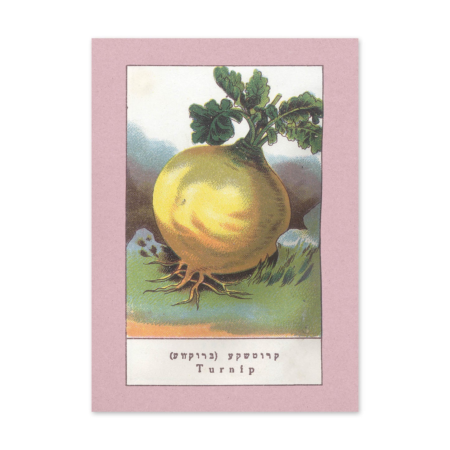 Vegetable Postcard Set