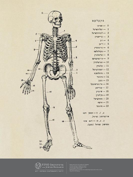 Yiddish Skeleton Poster - 18" x 24”