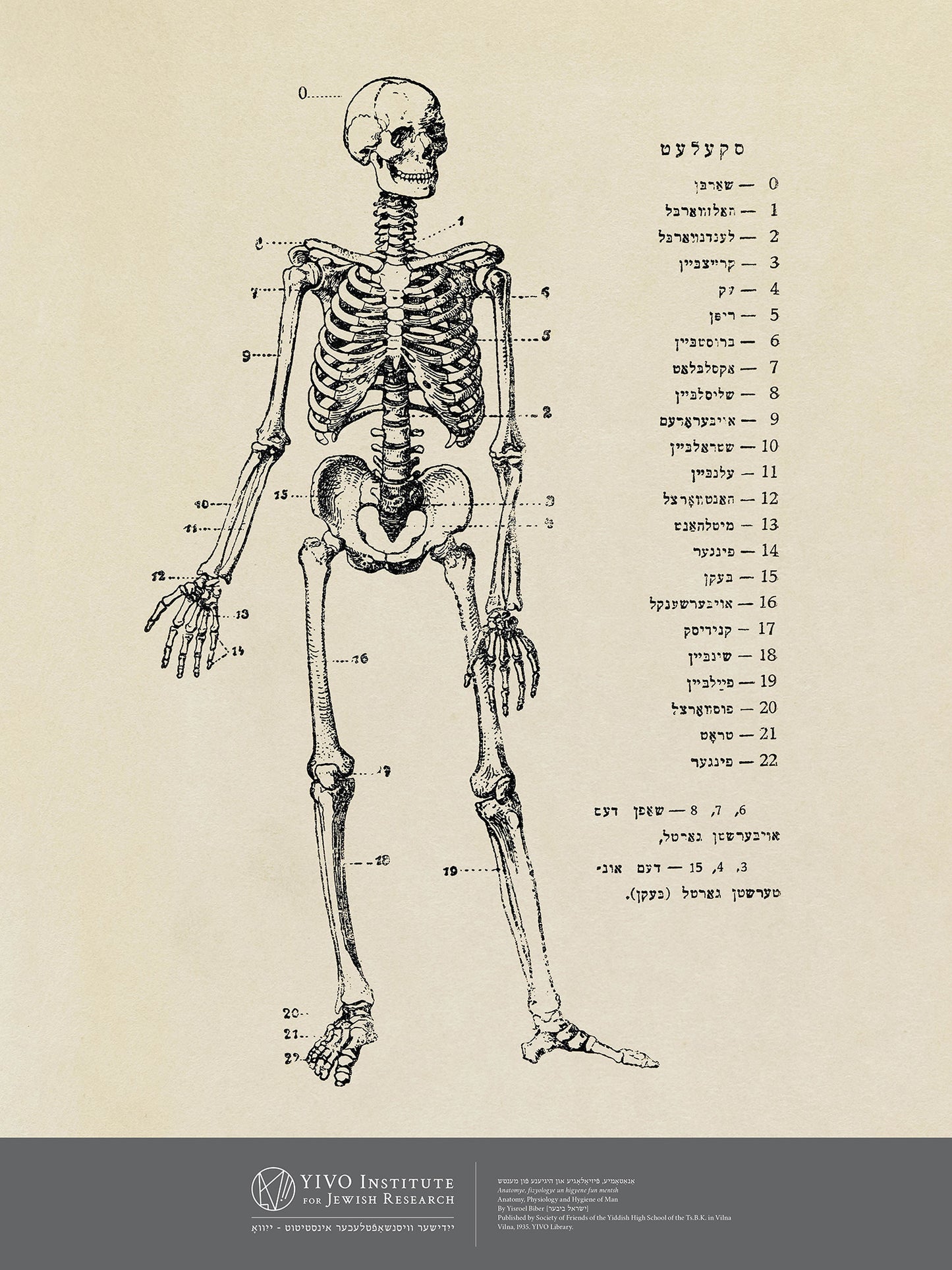 Yiddish Skeleton Poster - 18" x 24"